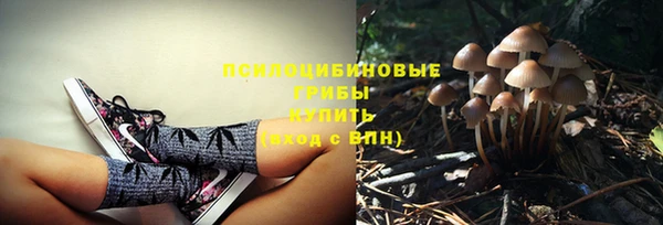 прущие грибы Бородино